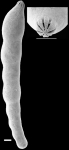 Laevidentalina inornata New Zealand