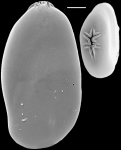 Astacolus ? n. sp.