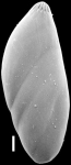 Astacolus insolitus New Zealand