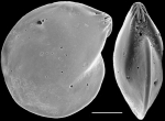 Lenticulina australis New Zealand