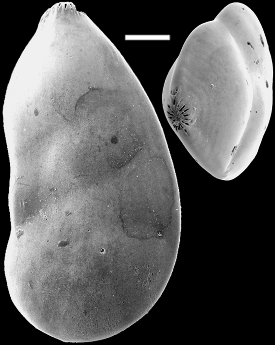 Lenticulina subgibba New Zealand