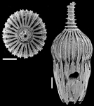 Amphicoryna georgechapronierei