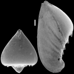 Saracenaria spinosa New Zealand