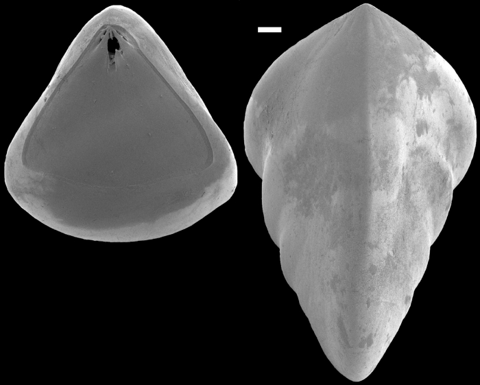 Saracenaria italica New Zealand Saracenaria italica New Zealand