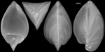 Saracenaria latifrons New Zealand