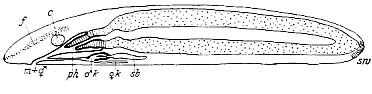 Archimonotresis limophila, author: Tom Artois