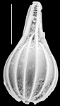 Lagena laevicostatiformis New Zealand