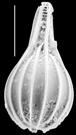 Lagena laevicostatiformis New Zealand Lagena laevicostatiformis New Zealand