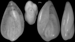 Sigmoidella pacifica New Zealand