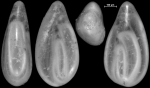 Sigmoidella pacifica New Zealand
