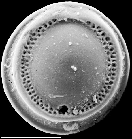 Wiesnerina baccata New Zealand Wiesnerina baccata New Zealand