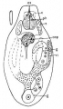 Bresslauilla relicta, author: Tom Artois