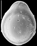 Fissurina claricurta New Zealand