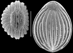 Fissurina southbayensis New Zealand