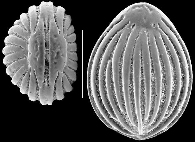 Fissurina southbayensis New Zealand Fissurina southbayensis New Zealand
