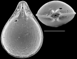 Fissurina sulphurensis McCulloch 1977 identified specimen from New Zealand