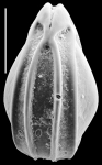 Palliolatella quadrirevertens New Zealand