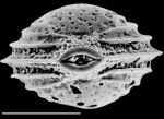 Palliolatella lacunata paucialveolata New Zealand
