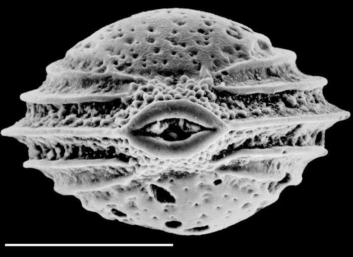 Palliolatella lacunata paucialveolata New Zealand Palliolatella lacunata paucialveolata New Zealand