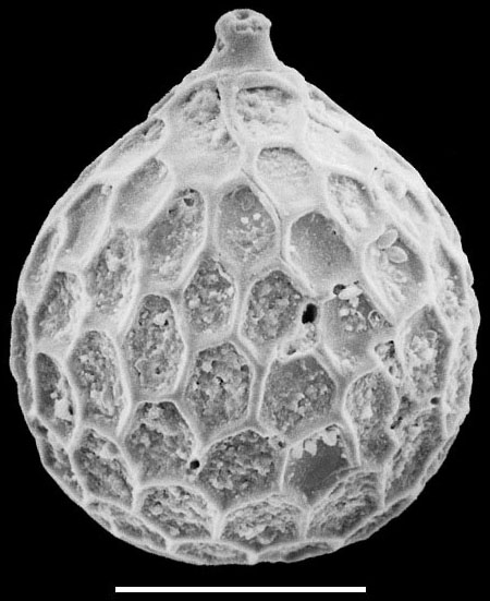 Favulina hexagona New Zealand Favulina hexagona New Zealand