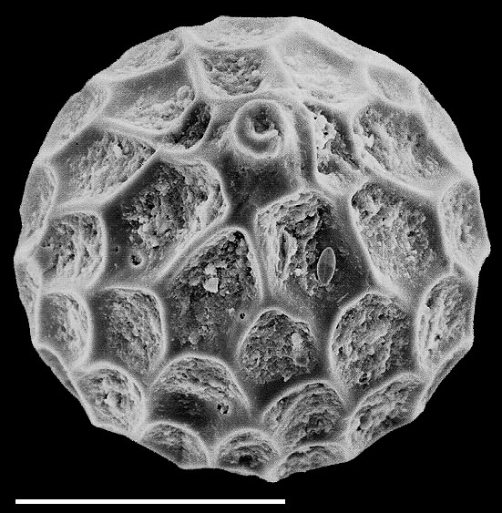 Favulina hexagona New Zealand Favulina hexagona New Zealand