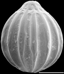 Oolina tasmanica New Zealand