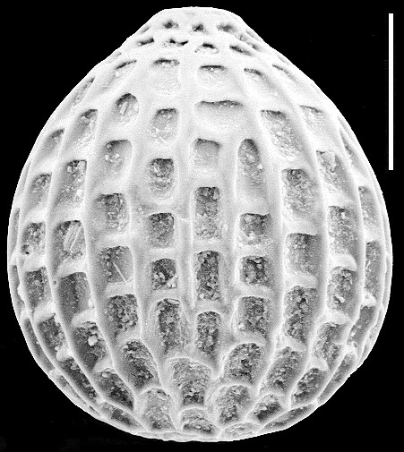Favulina melo New Zealand Favulina melo New Zealand