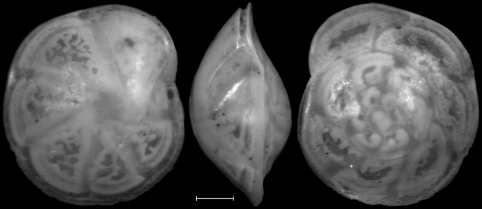 Hoeglundina elegans New Zealand Hoeglundina elegans New Zealand