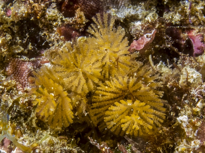 Bryozoan. Bugula sp