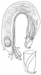 Platyhelminthes