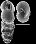 Bolivina pseudolobata New Zealand