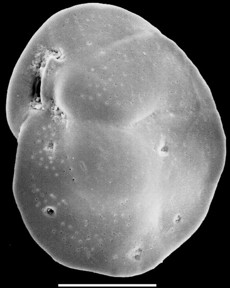 Cassidulina carinata New Zealand Cassidulina carinata New Zealand
