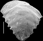 Ehrenbergina mestayeri New Zealand