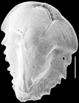Ehrenbergina mestayeri New Zealand