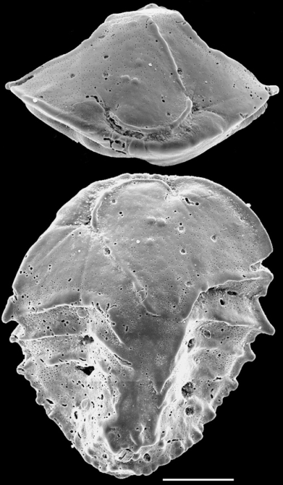 Ehrenbergina mestayeri New Zealand Ehrenbergina mestayeri New Zealand