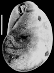 Evolvocassidulina orientalis New Zealand