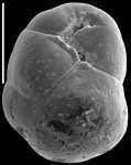 Globocassidulina canalisuturata New Zealand