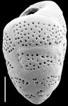 Virgulopsis turris New Zealand