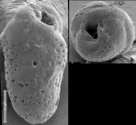 Virgulopsis turris New Zealand