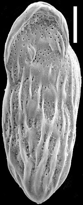 Loxostomina costulata New Zealand Loxostomina costulata New Zealand