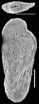 Loxostomina costulata New Zealand