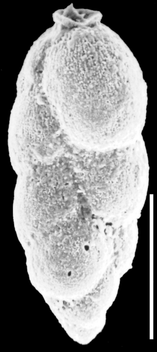 Spiroloxostoma glabra New Zealand Spiroloxostoma glabra New Zealand