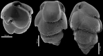 Bulimina marginata f. acanthia New Zealand
