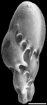 Virgulinella fragilis New Zealand