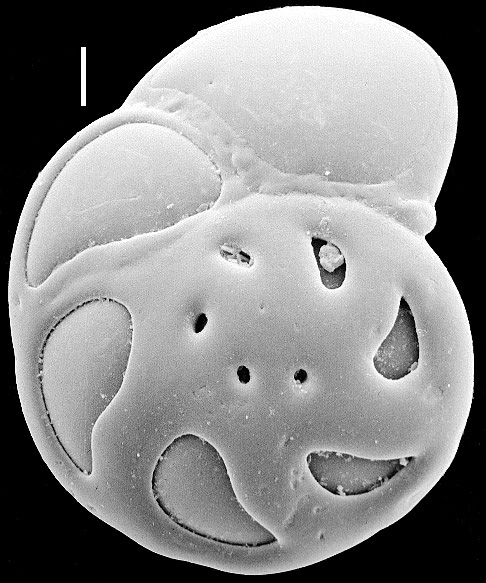 Stomatorbina concentrica New Zealand Stomatorbina concentrica New Zealand