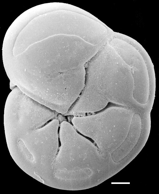 Stomatorbina concentrica New Zealand Stomatorbina concentrica New Zealand