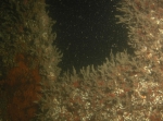 Bewremabi sampling 2
