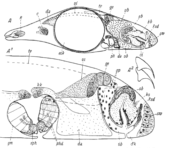 Ethmorhynchus anophthalmus