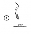 Nannorhynchides vividus, author: Tom Artois