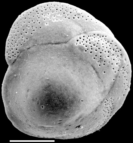 Gavelimopsis praegeri New Zealand Gavelimopsis praegeri New Zealand